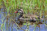 Red-billed Duckborder=